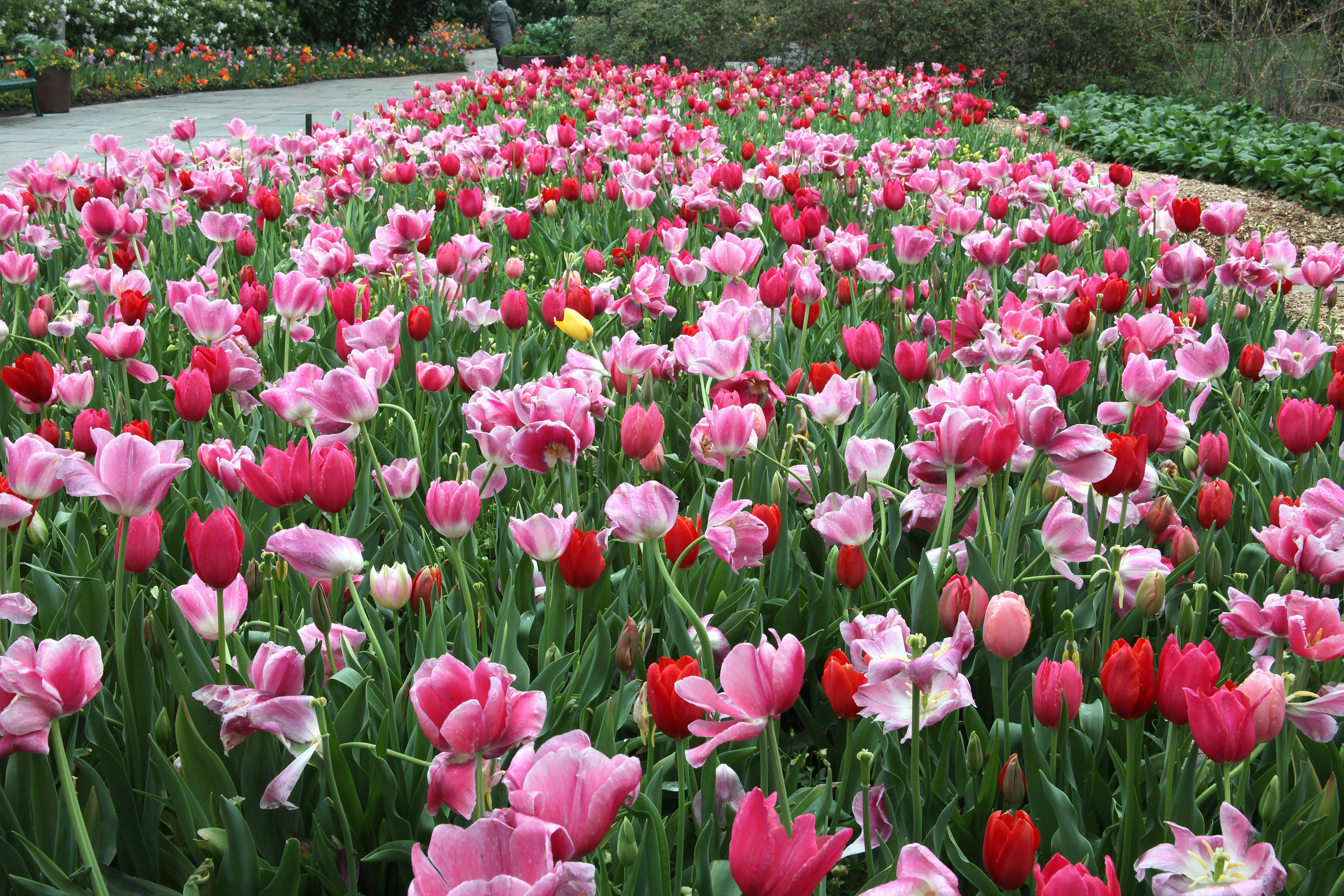 field of pink and red tulips