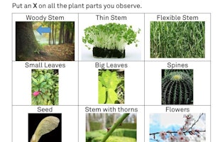 plant parts