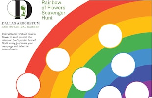 rainbow of flowers