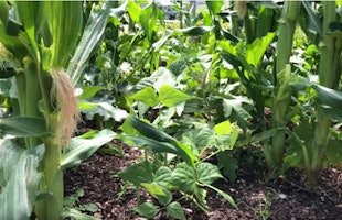 three sisters garden