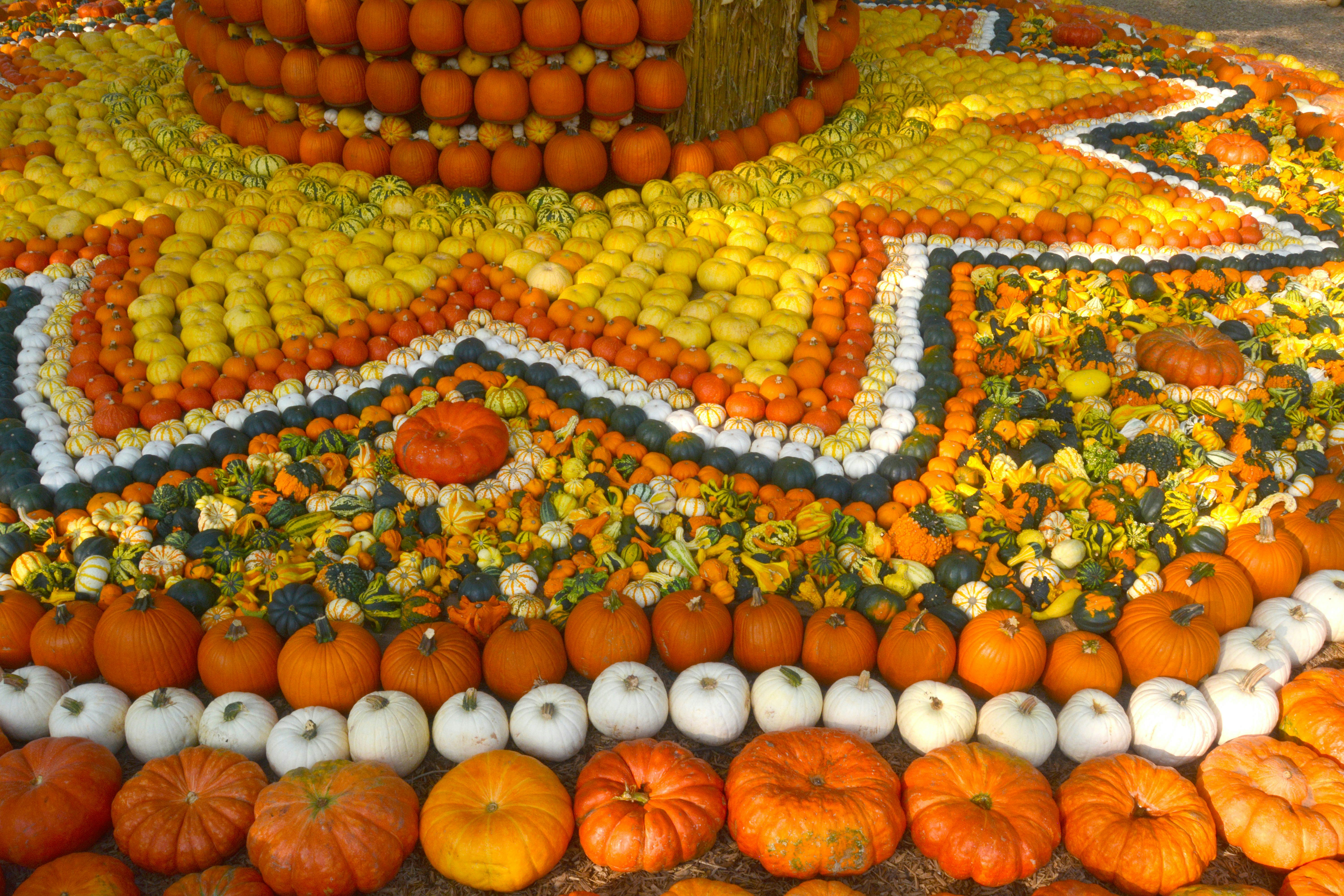 Pumpkin Village 9-18-20