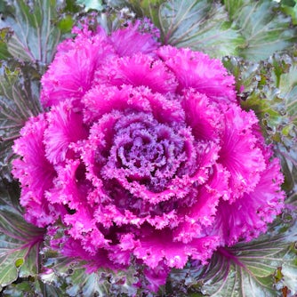 Purple Flowers to Love This Winter - Dallas Arboretum and Botanical Garden  Blog